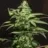 ganja-96