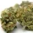 Vive-la-weed