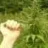 cool-plant