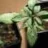 weedcorp