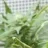 skunk64