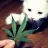 WeedoBuzz