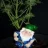 sirhill23