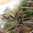 Grow_Addict