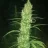 Fuckin'Grower