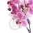 orchid34