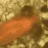 H2Opiscis