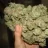 Weedy28