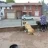 mastiff