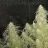 MonsieurGrow