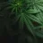 TheFrenchWeed