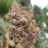 Botrytis